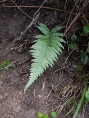 Microlepia marginata bipinnata