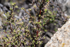 Holodiscus discolor microphyllus