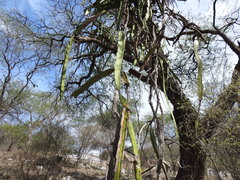 Selenicereus ocamponis