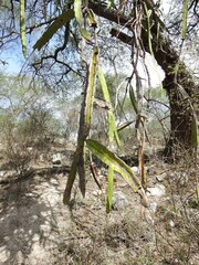 Selenicereus ocamponis