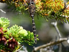 Somatochlora cingulata