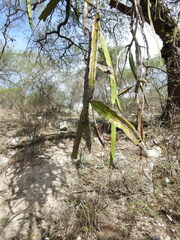 Selenicereus ocamponis