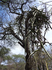 Selenicereus ocamponis