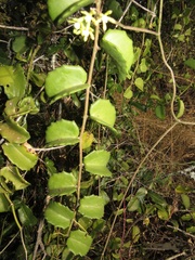 Cissus rotundifolia