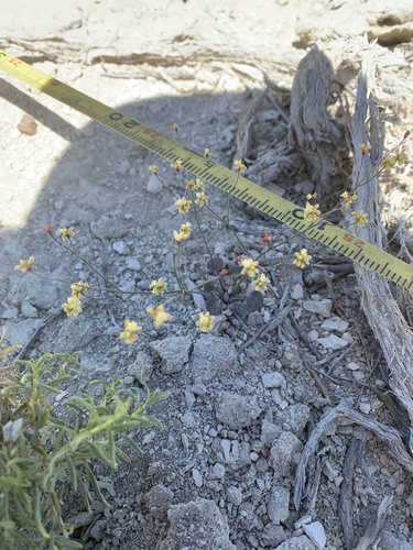 hill buckwheat (Eriogonum collinum)