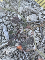 Eriogonum collinum