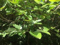 Ficus scabra