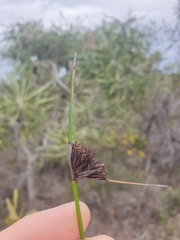 Mesomelaena pseudostygia