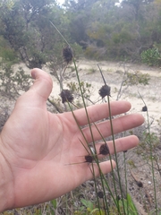 Mesomelaena pseudostygia