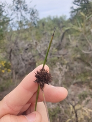 Mesomelaena pseudostygia