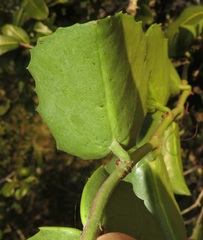Cissus rotundifolia