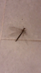 Distoleon tetragrammicus