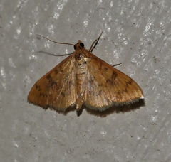 Psara dryalis