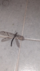 Distoleon tetragrammicus