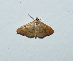 Psara dryalis