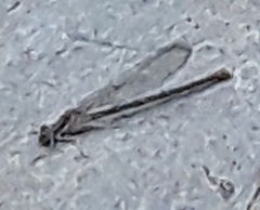 Argia emma