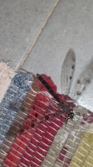 Distoleon tetragrammicus