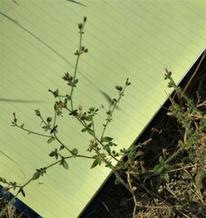 Allophyllum divaricatum