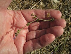 Allophyllum divaricatum