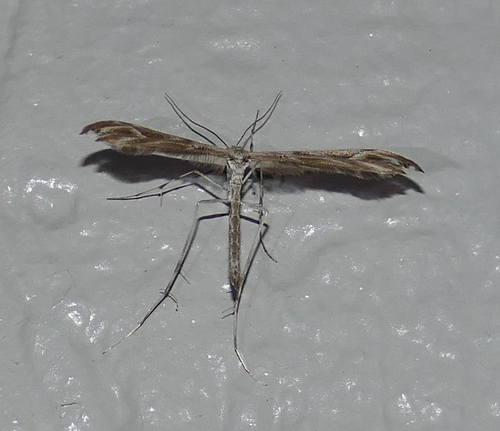 Phacelia Plume Moth