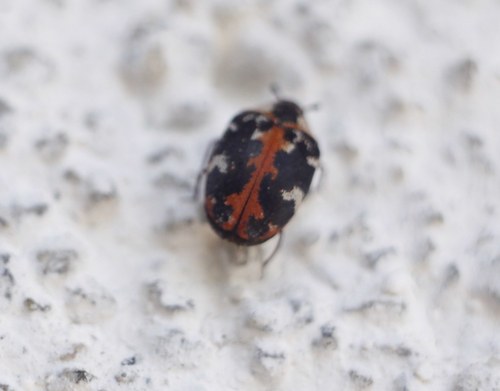 Photo of Common Carpet Beetle (Anthrenus scrophulariae)