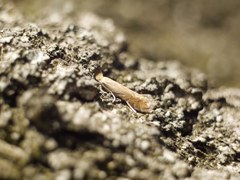 Phyllonorycter quercifoliella