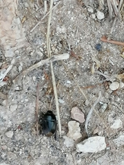 Macroscytus brunneus