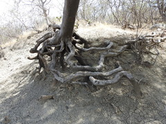 Forchhammeria watsonii