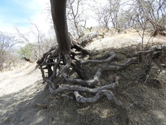 Forchhammeria watsonii