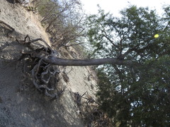 Forchhammeria watsonii