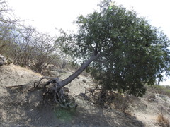 Forchhammeria watsonii