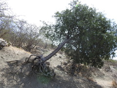 Forchhammeria watsonii