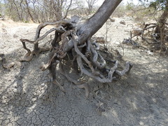 Forchhammeria watsonii