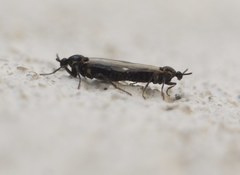 Diptera