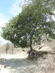 Forchhammeria watsonii