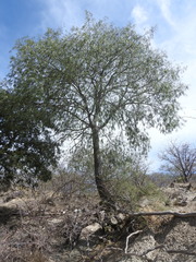 Forchhammeria watsonii