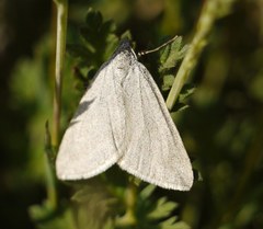 Lithostege farinata