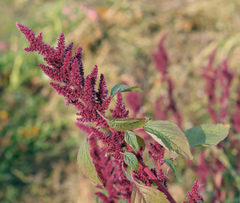 Amaranthus hypochondriacus