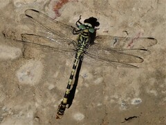 Onychogomphus forcipatus