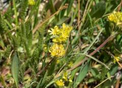Ivesia campestris