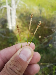Carex exilis