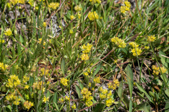Ivesia campestris