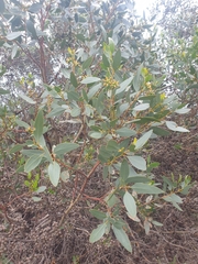 Eucalyptus utilis