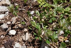 Trifolium cherleri