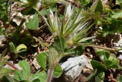 Trifolium cherleri
