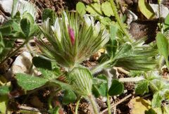Trifolium cherleri