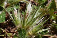Trifolium cherleri