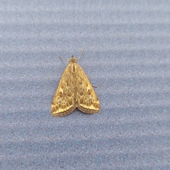 Loxostege sticticalis