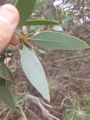 Eucalyptus utilis