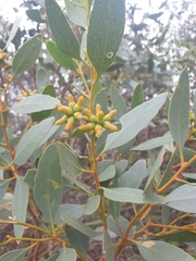 Eucalyptus utilis